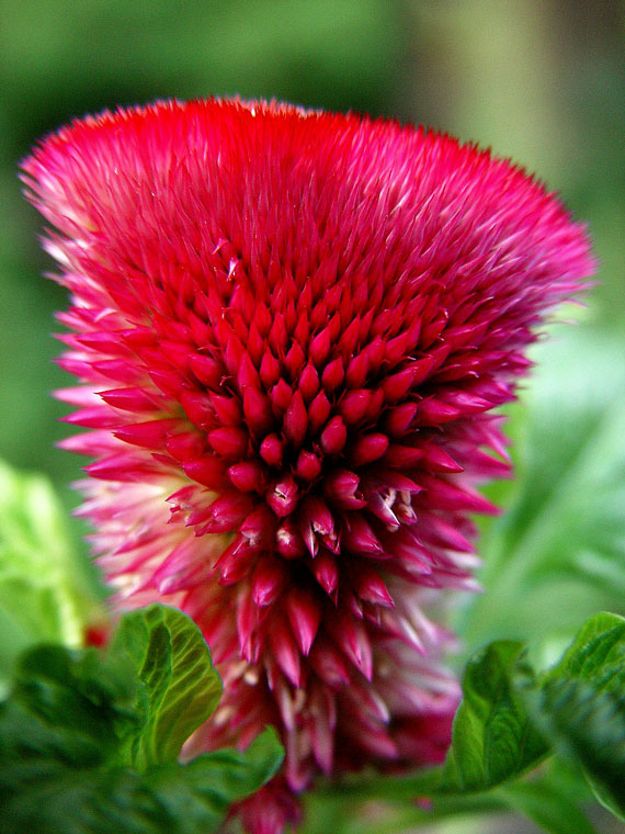 گیاه مفید تاج خروس